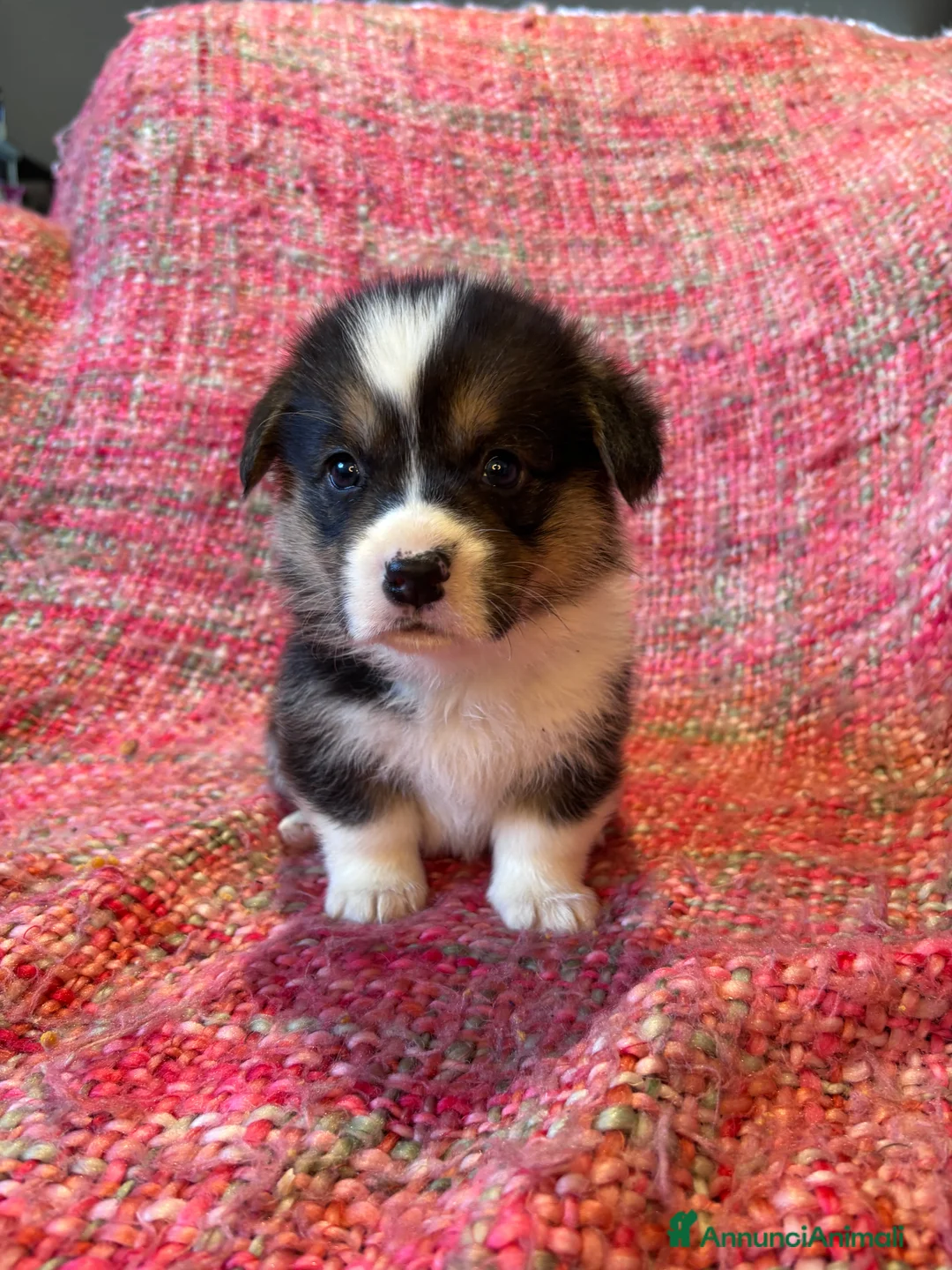 Corgi Pembroke cani in vendita: Welsh corgi Pembroke  a Città metropolitana di Roma Capitale - Annuncio 8