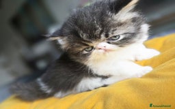 Persiano gatti in vendita: Meravigliosi Persiani - Immagine 1