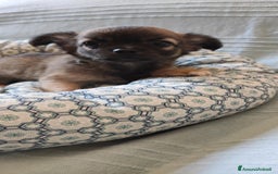 Chihuahua cani in vendita: cuccioli di cihuahua a pelo lungo a Molinella - Immagine 12