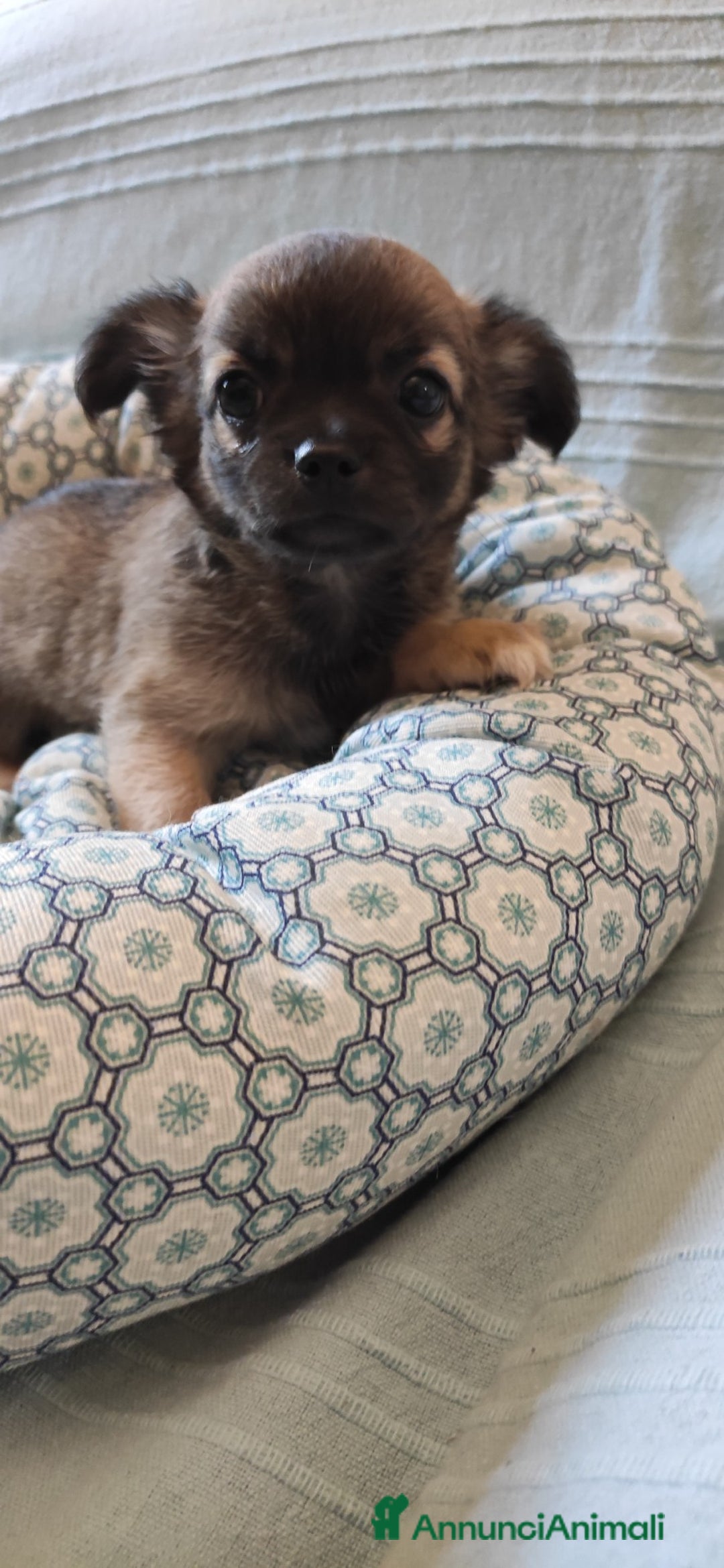 Chihuahua cani in vendita: cuccioli di cihuahua a pelo lungo a Molinella - Immagine 12