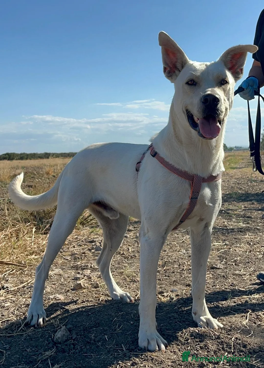 Meticcio cani in regalo: Manuel - Annuncio 5