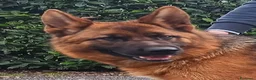 Pastore Tedesco cani in vendita: Pastori Tedeschi - Annuncio 5