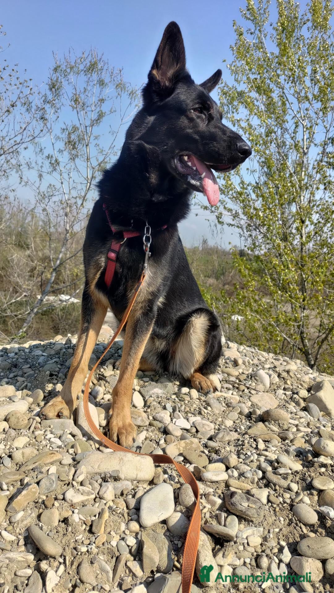 Pastore Tedesco cani Pastore Tedesco da Lavoro Femmina - Annuncio 2