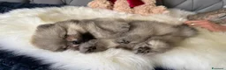 Volpino Pomerania cani in vendita: Cuccioli di Pomerania - Annuncio 8