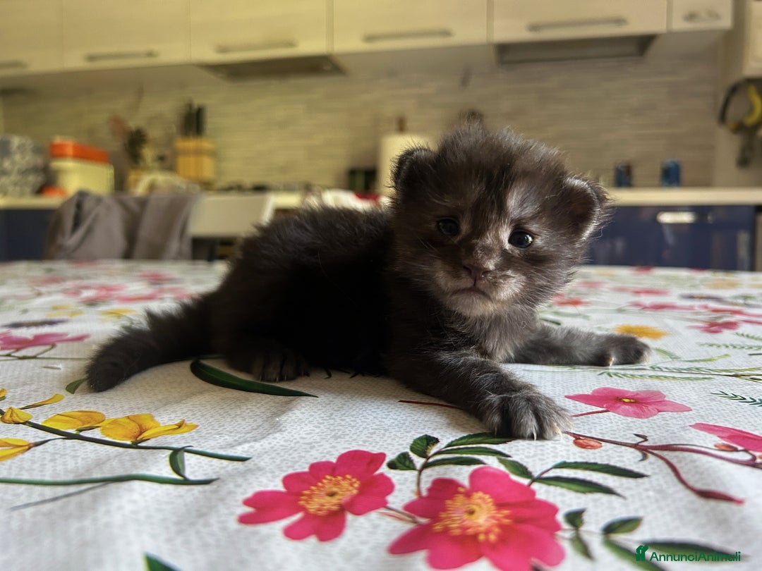 Maine Coon gatti in vendita: Maine Coon cuccioli pedigree ANFI a Provincia di Modena - Immagine 7