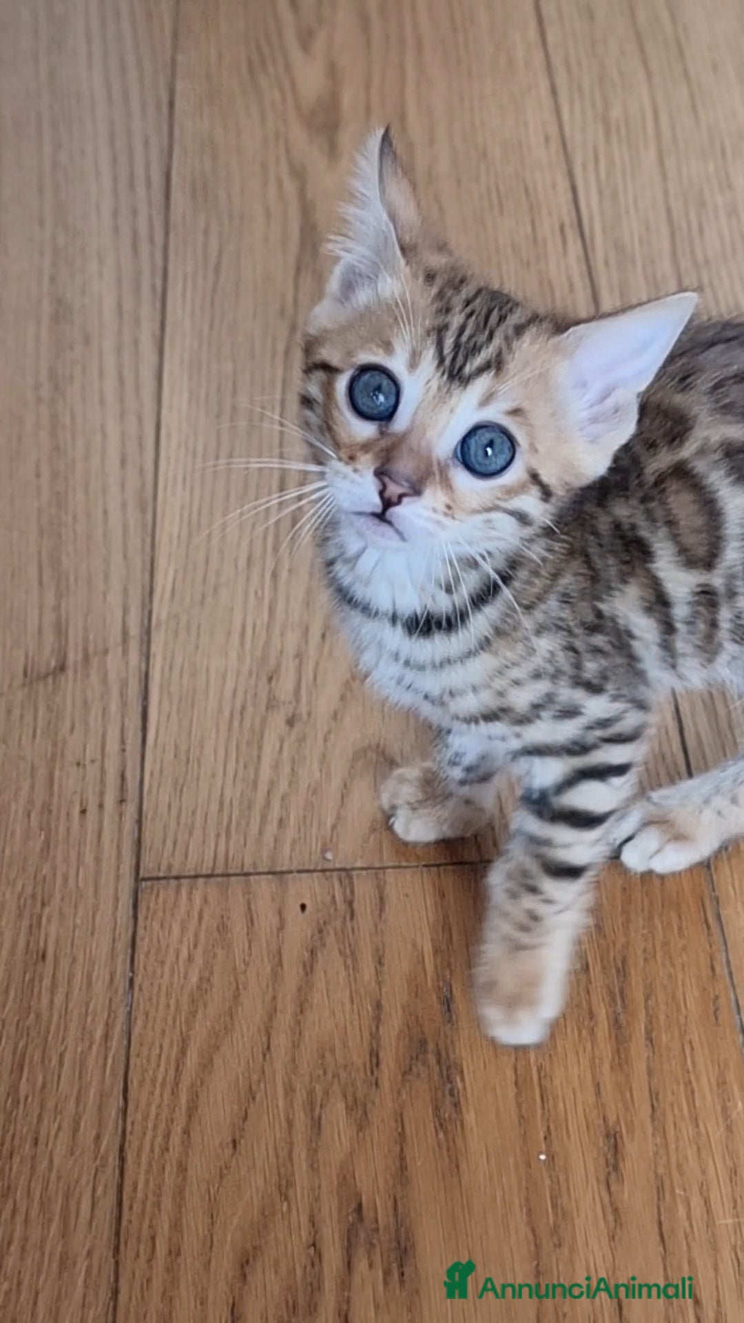 Bengala gatti Bengala  - Annuncio 13