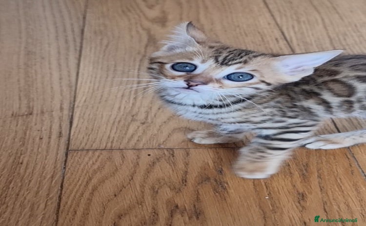 Bengala gatti - Annuncio 2