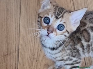 Bengala gatti Bengala - Annuncio 19