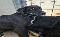 Meticcio cani in regalo: Luigi: timido, docile, socievole  a Città Metropolitana di Genova - Immagine 20