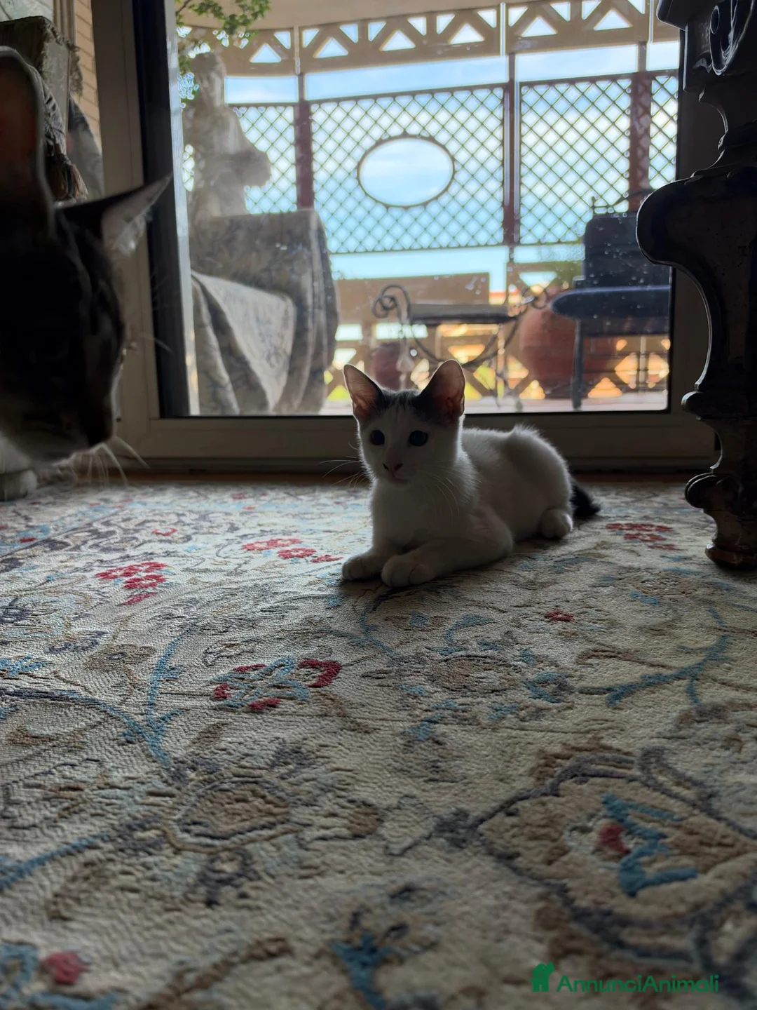 Meticcio gatti in regalo: Alice e Cocò, 4 mesi cercano casa a Città metropolitana di Roma Capitale - Annuncio 7