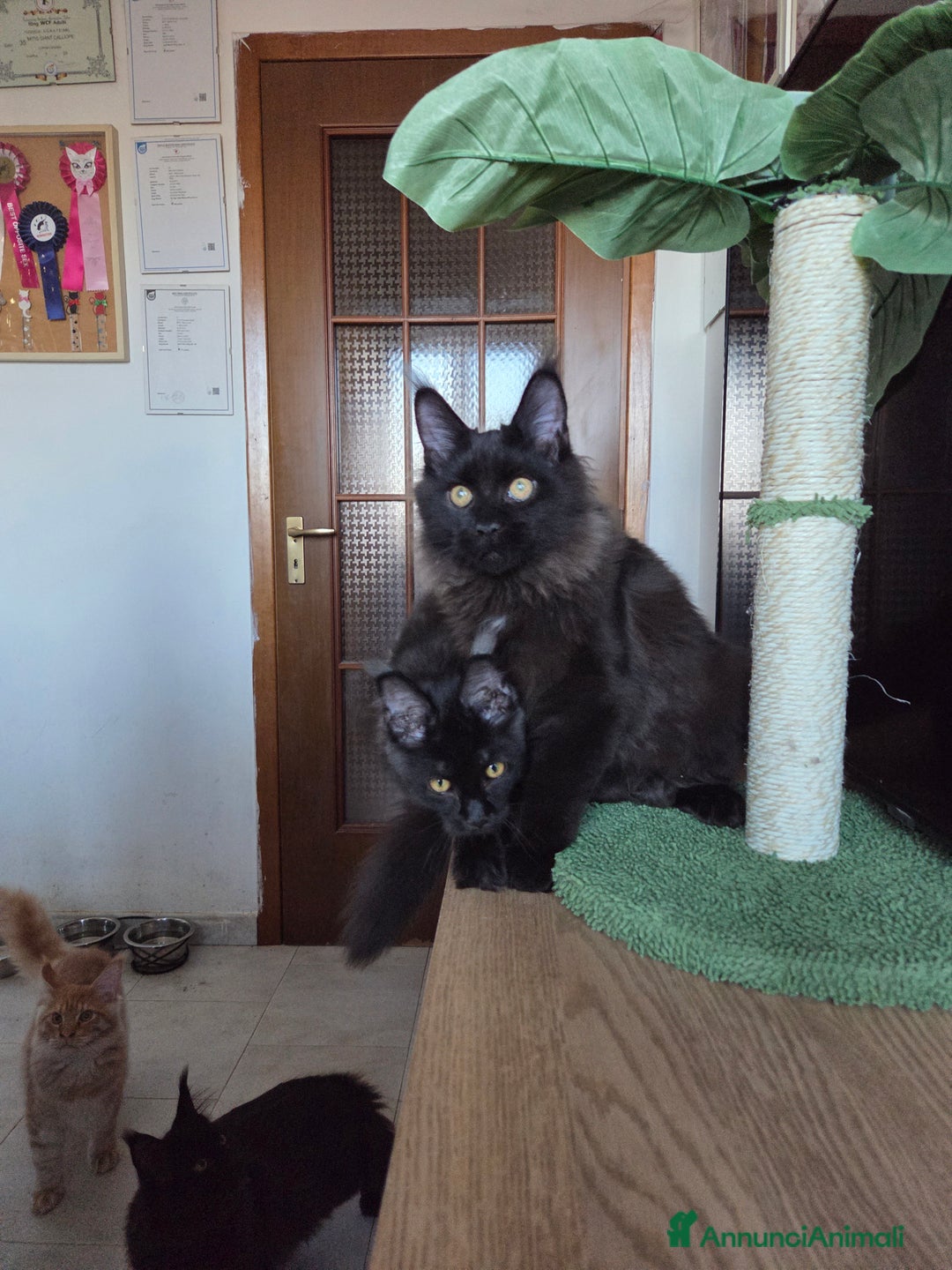 Maine Coon gatti in vendita: Ultimi 4 cuccioli Maine Coon - Annuncio 24