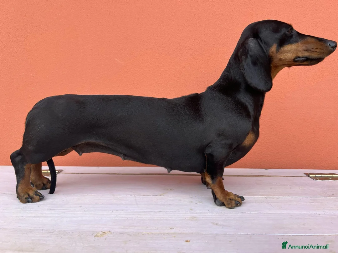 Bassotto cani in vendita: Disponibile cucciolo maschio di bassotto kaninchen - Annuncio 2