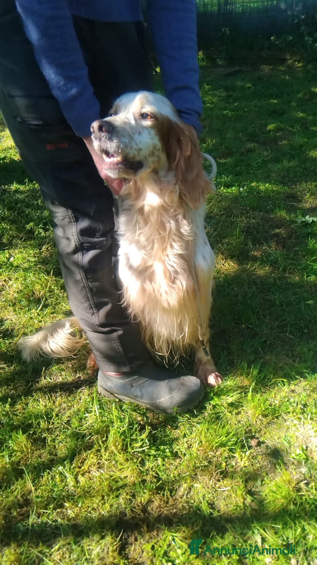 Setter Inglese cani Fracco a Provincia di Viterbo - Annuncio 2