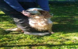 Setter Inglese cani in regalo: Fracco a Provincia di Viterbo - Immagine 2