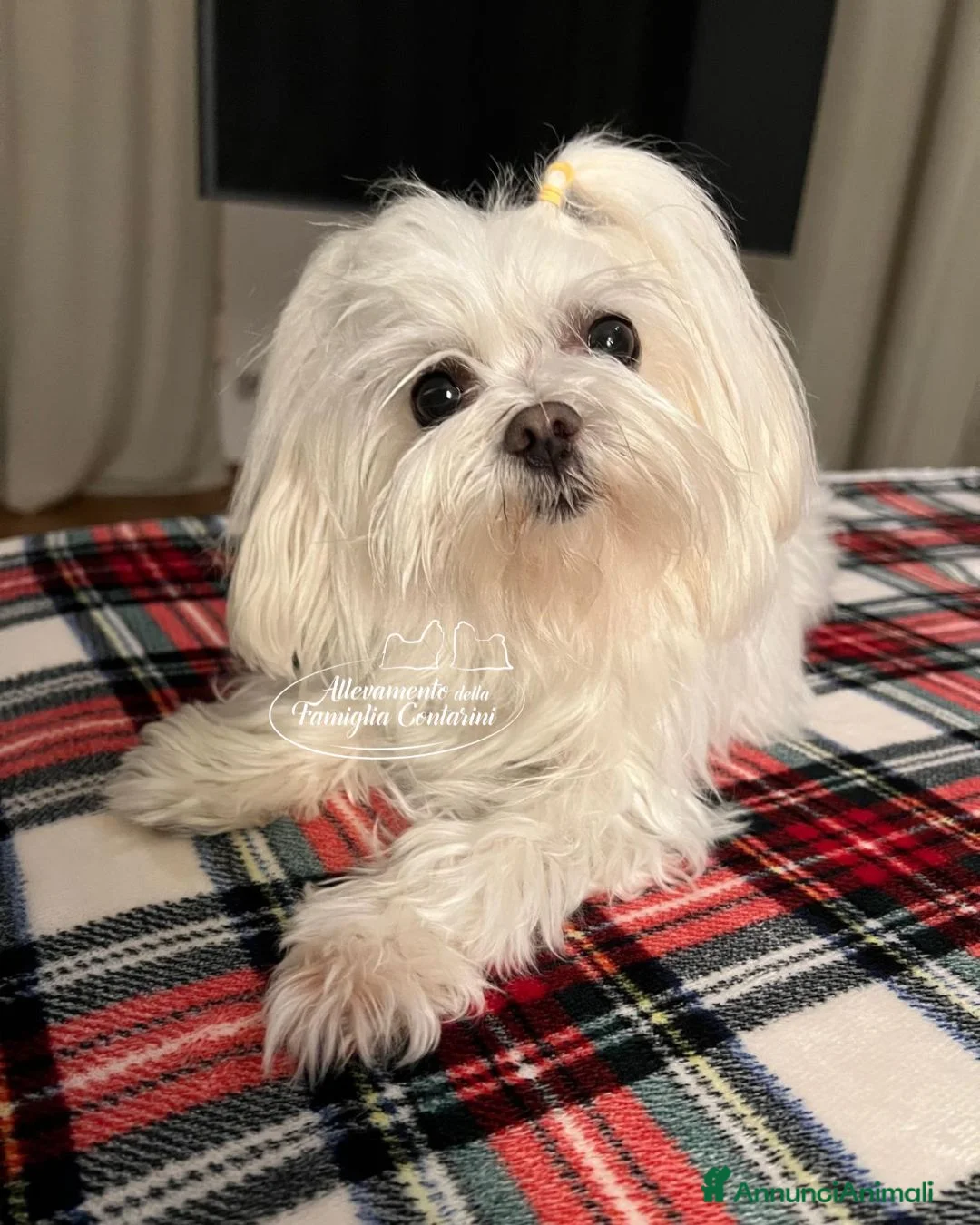 Maltese cani in vendita: MALTESI MINI CON PEDIGREE ENCI a Provincia di Reggio Emilia - Annuncio 2