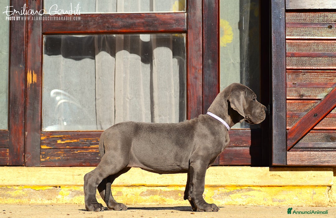 Alano cani in vendita: Cucciola Alano femmina blu - Annuncio 5
