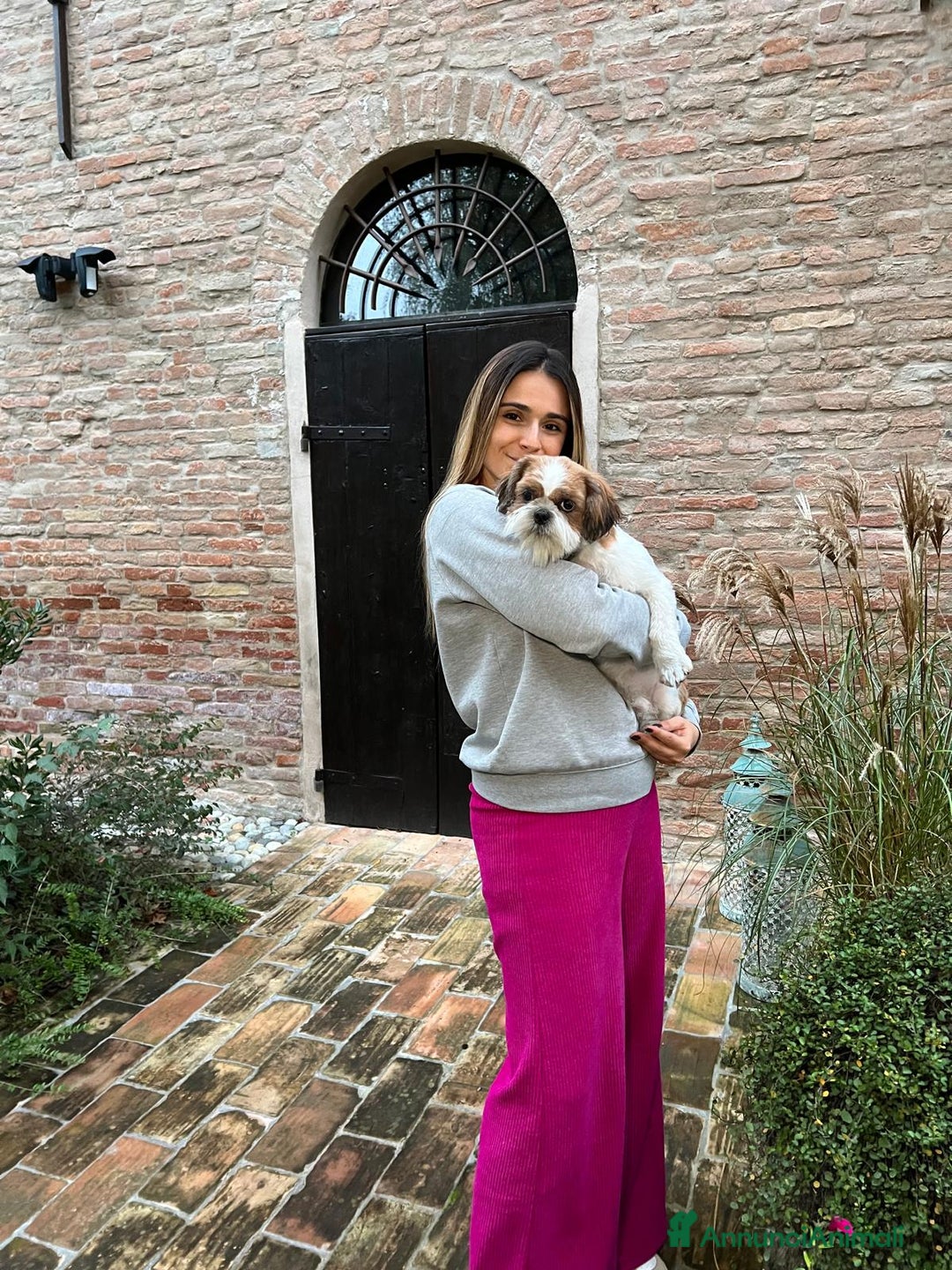 Shih Tzu cani in vendita: MASCHIO SHIHTZU  - Annuncio 3