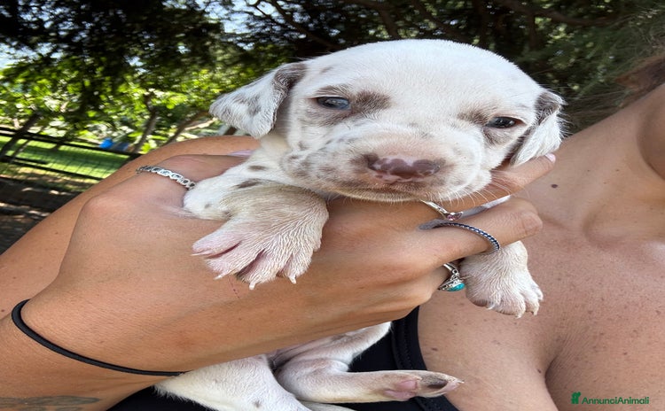 Dalmata cani a Provincia di Como - Annuncio 1
