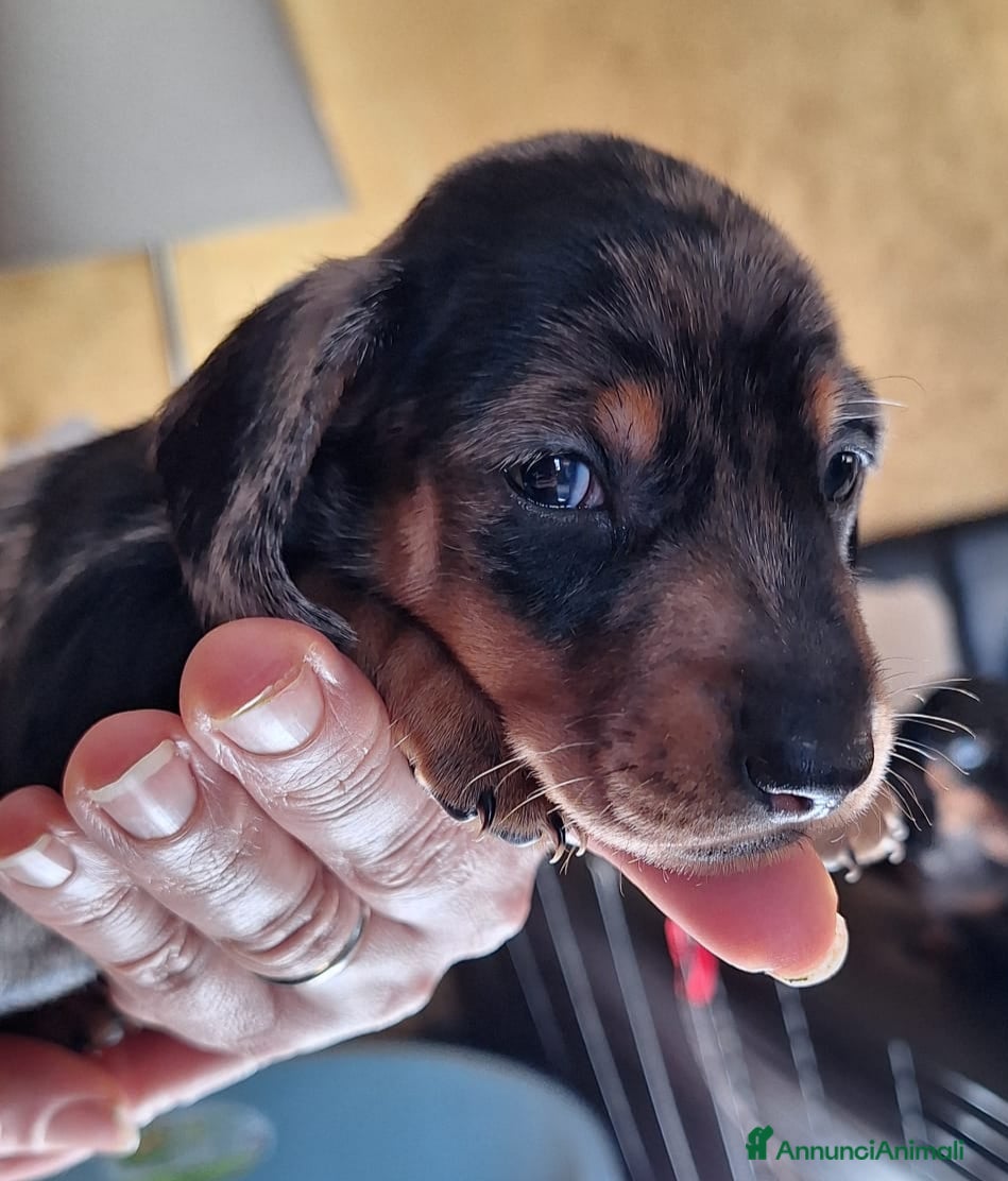 Bassotto cani Bassotto arlecchino pedigree ENCI  - Annuncio 12