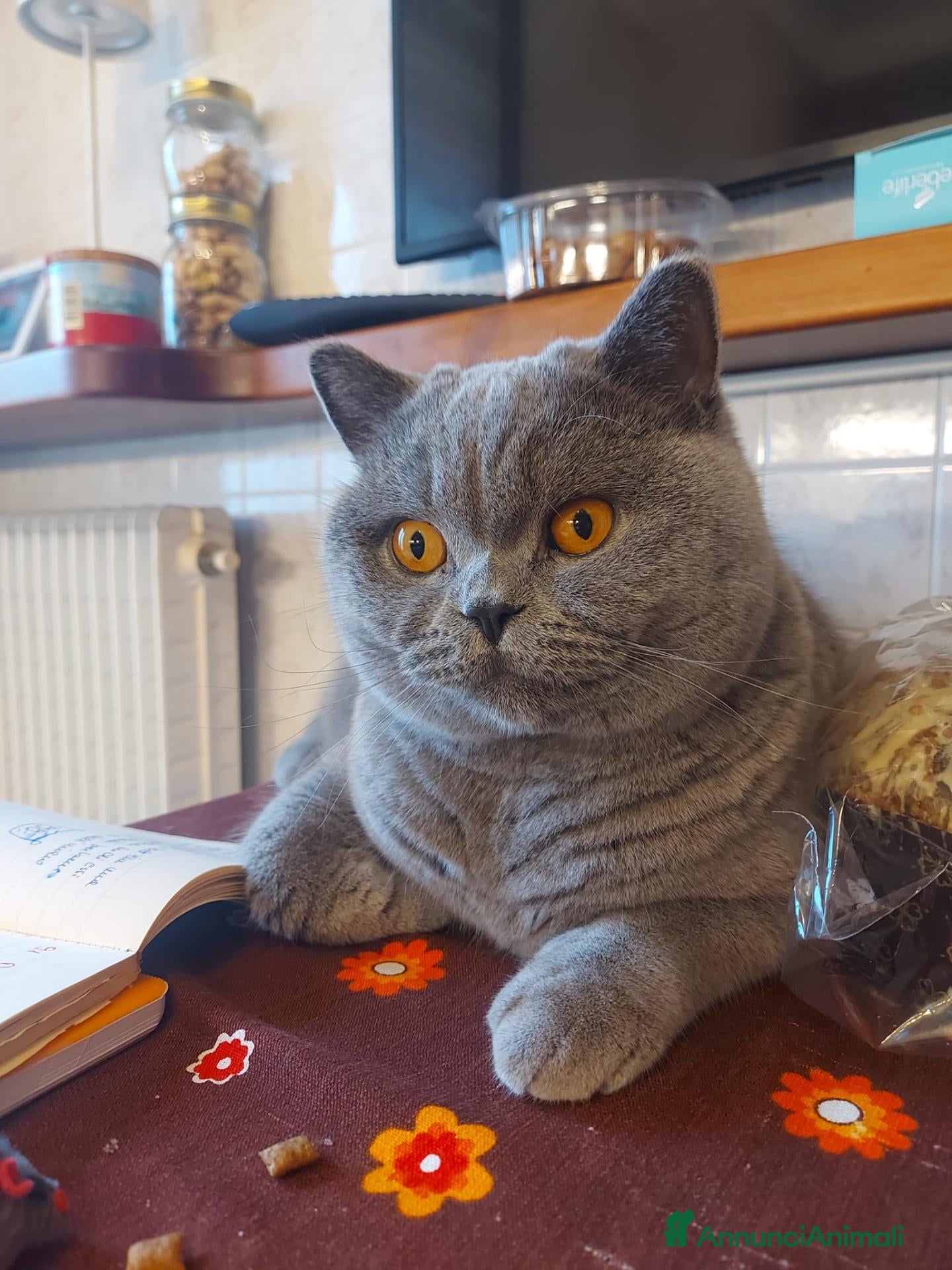 British gatti Cuccioli british shorthair blu e lilac - Annuncio 5