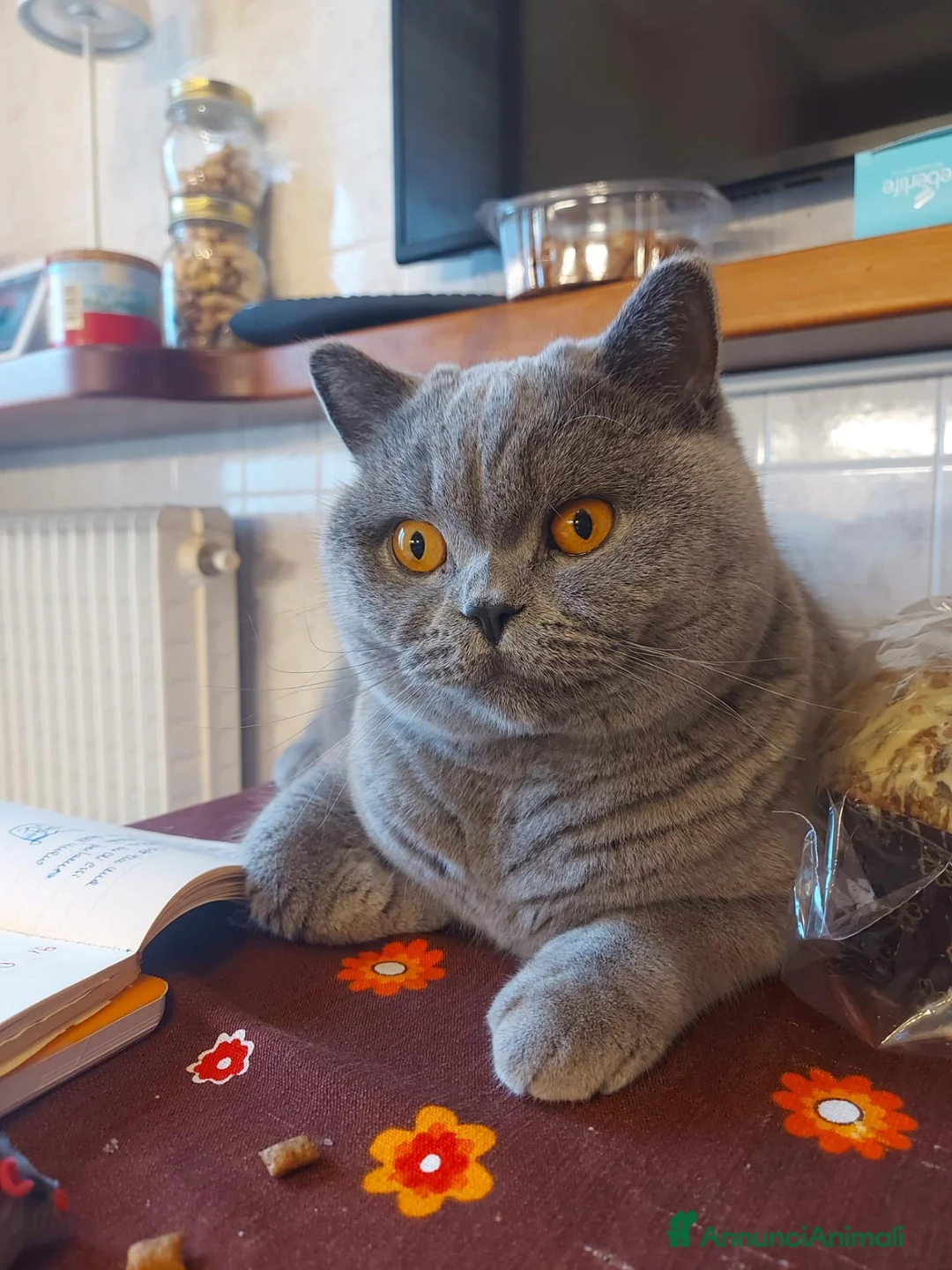 British gatti in vendita: Cuccioli british shorthair blu e lilac - Annuncio 1