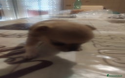 Chihuahua cani in vendita: Vendo cuccioli  a Città metropolitana di Catania - Immagine 4