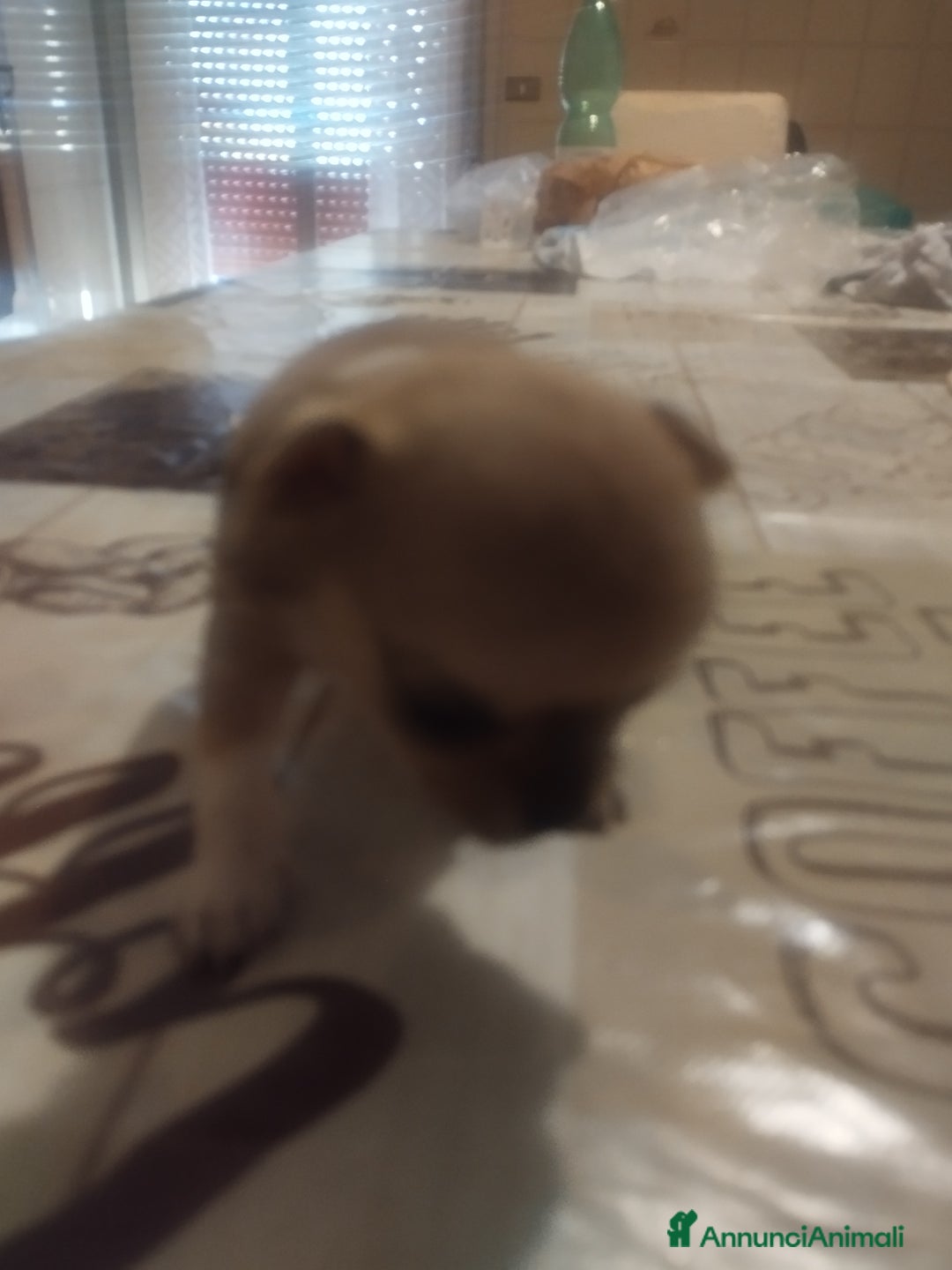 Chihuahua cani in vendita: Vendo cuccioli  a Città metropolitana di Catania - Immagine 4