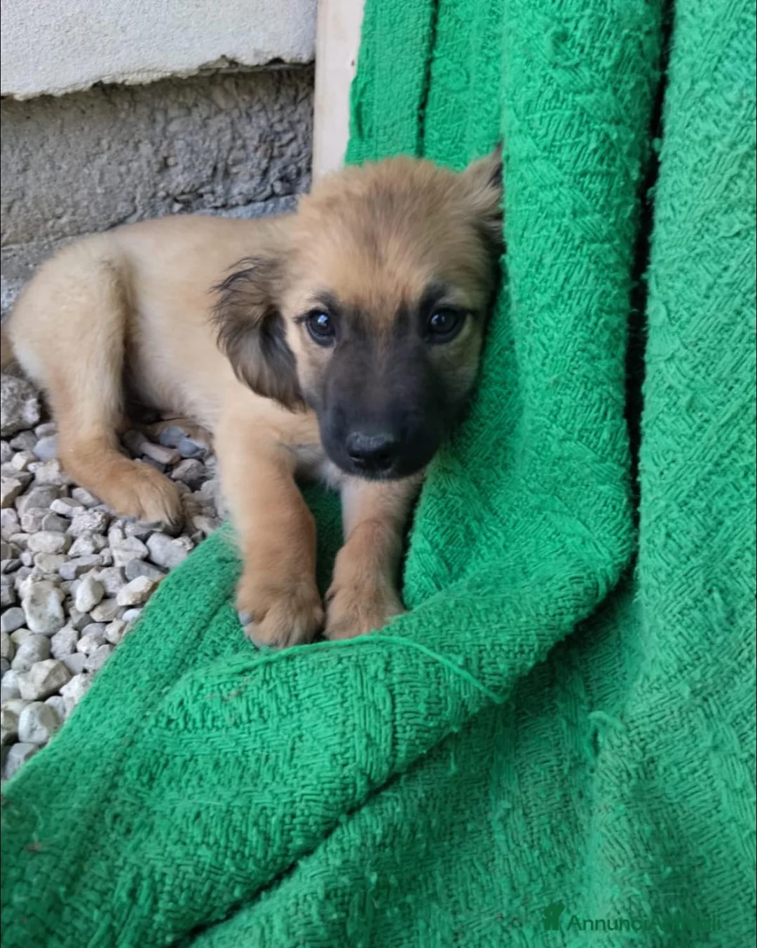 Meticcio cani in regalo: CUCCIOLI - Annuncio 5