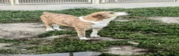 Meticcio cani in regalo: Lea: dolcissima e socievole con tutti  - Annuncio 6