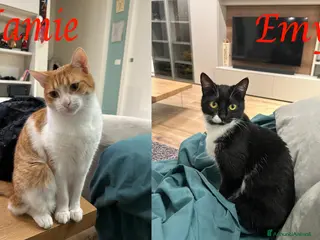 Europeo gatti EMY e JAMIE, dolci mici in adozione! - Annuncio 21