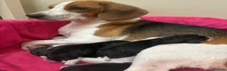 Beagle cani in vendita: cuccioli di beagle a Provincia di Barletta-Andria-Trani - Annuncio 2