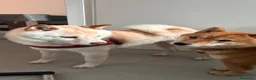 Shiba Inu cani in vendita: Meravigliosi cuccioli di Shiba Inu a Provincia di Frosinone - Annuncio 8