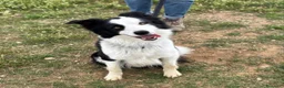 Border Collie cani in regalo: YAGO border collie 4 anni cerca casa. in adozione - Annuncio 1