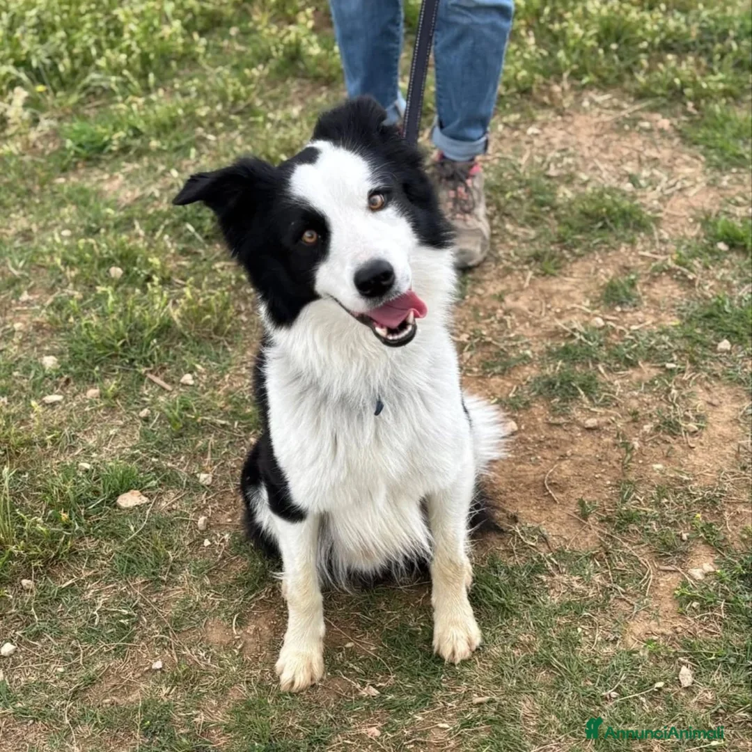 Border Collie cani in regalo: YAGO border collie 4 anni cerca casa. in adozione - Annuncio 1