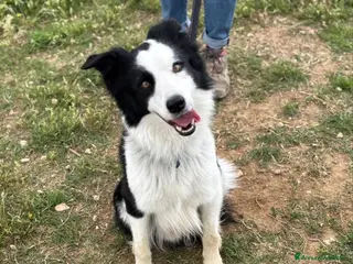 Border Collie cani YAGO border collie 4 anni cerca casa. in adozione - Annuncio 3