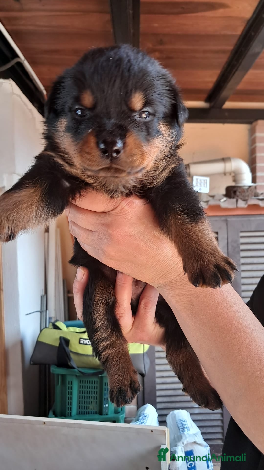 Rottweiler cani CUCCIOLO MASCHIO - Annuncio 14