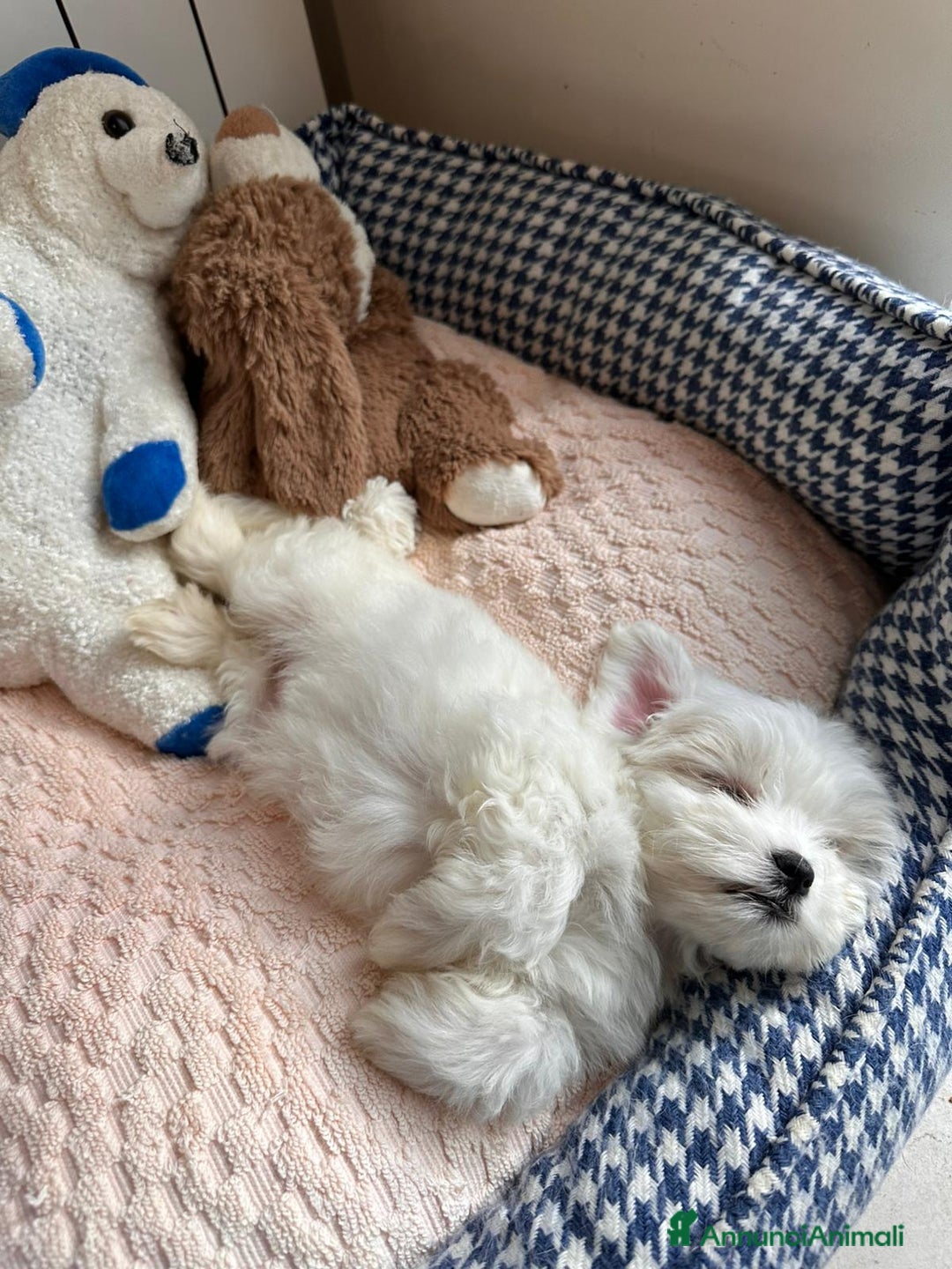 Maltese cani in vendita: Cuccioli di maltese - Annuncio 12