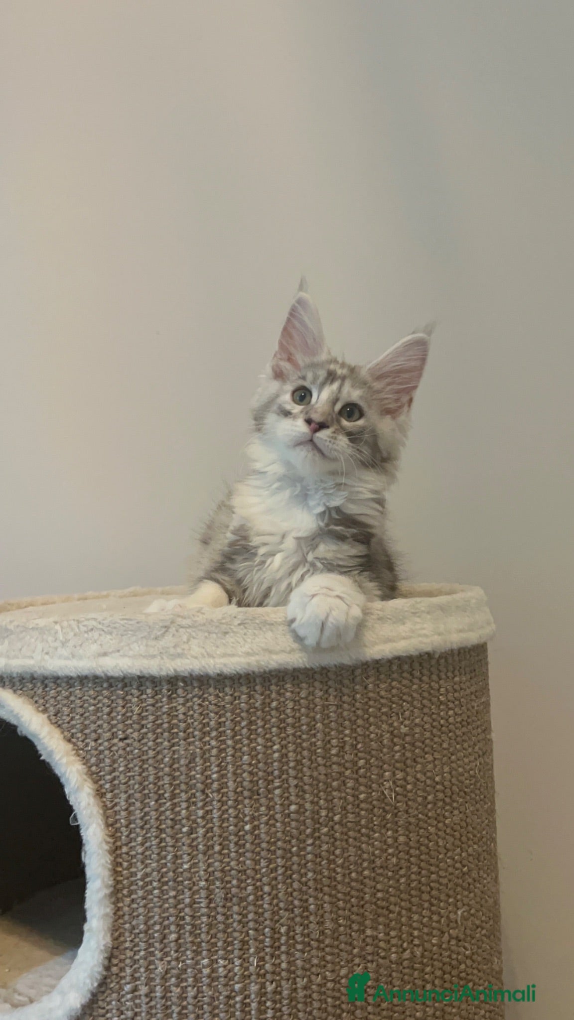 Maine Coon gatti Cucciola Maine Coon  - Annuncio 10