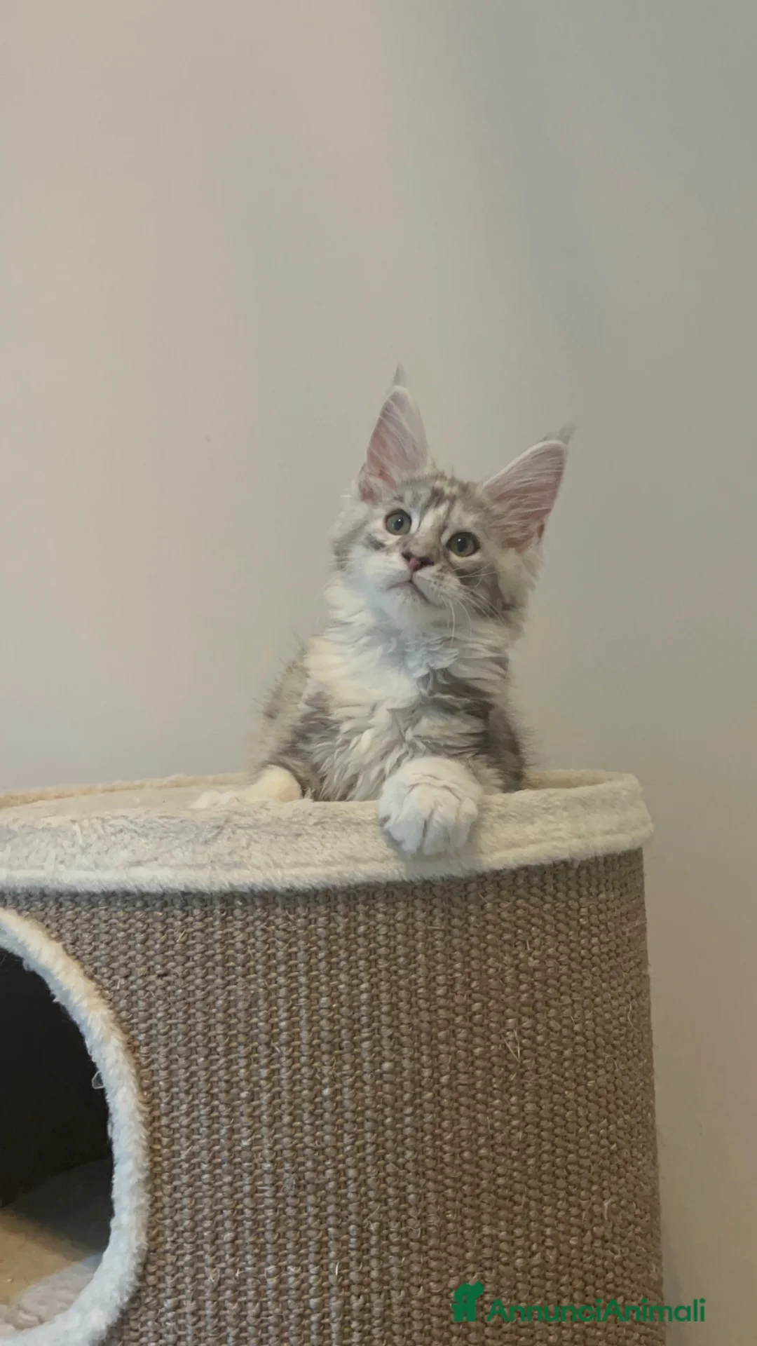 Maine Coon gatti in vendita: Cucciola Maine Coon  - Annuncio 1