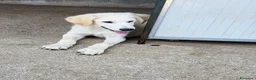 Meticcio cani in regalo: Roan  a Provincia di Ferrara - Annuncio 3