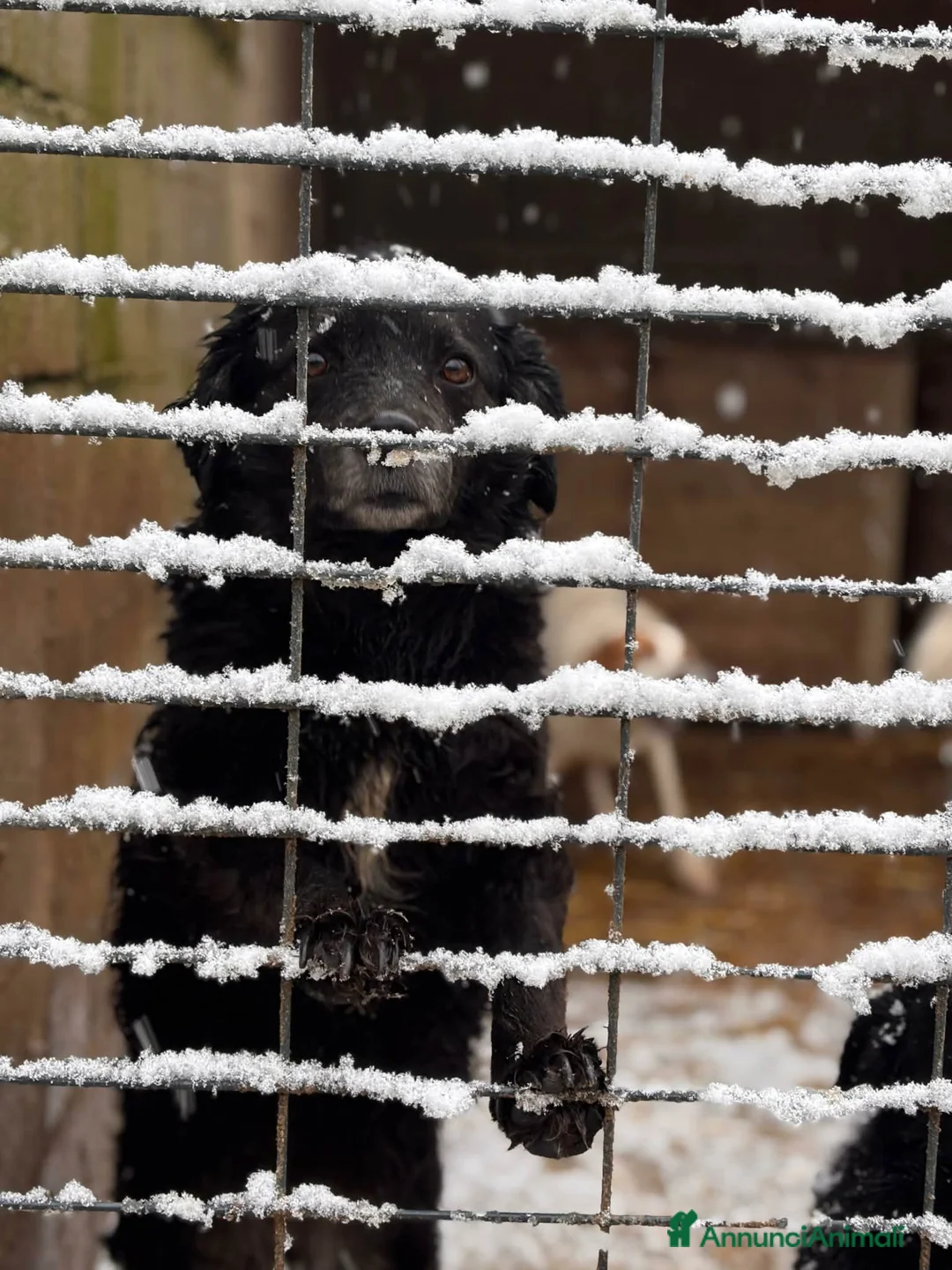 Meticcio cani in regalo: CHEOPE e ISIDE, mamma e figlia INVISIBILI! - Annuncio 7