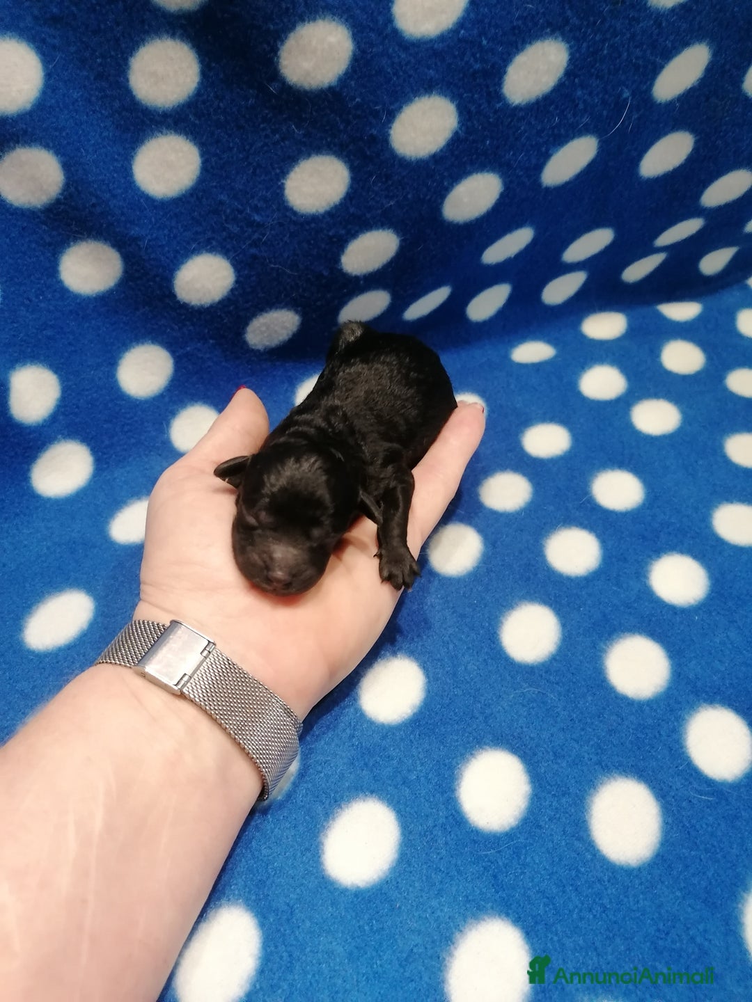 Barboncino cani in vendita: Barboncini Nani cuccioli - Annuncio 1