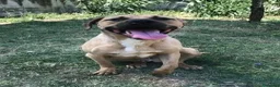Meticcio cani in regalo: OTIS socievole simpaticone! - Annuncio 3