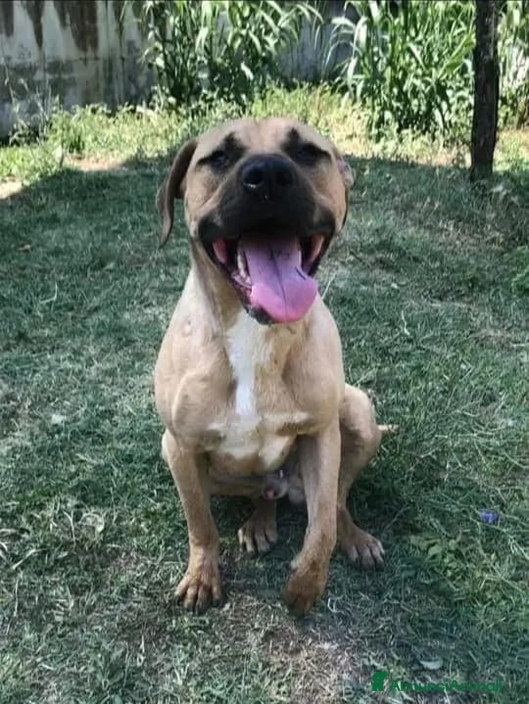 Meticcio cani in regalo: OTIS socievole simpaticone! - Annuncio 3