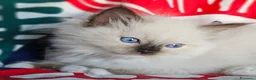 Ragdoll gatti in vendita: Meravigliosa cucciolata Ragdoll  - Annuncio 7