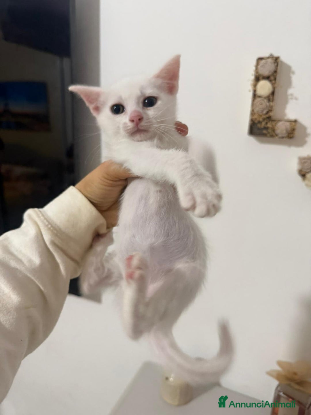 Europeo gatti in regalo: Gattini nati in casa - Annuncio 4