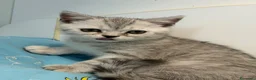 Scottish gatti in vendita: Cucciolo di Scottish straight  - Annuncio 4