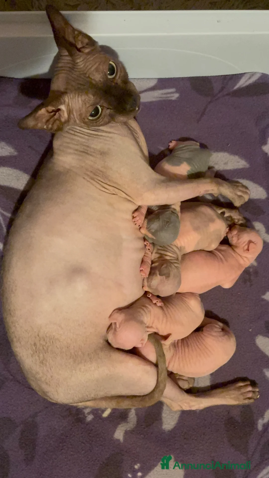 Sphynx gatti in vendita: CUCCIOLI SPHYNX DI CUI UNO OCCHI IMPARI - Annuncio 2