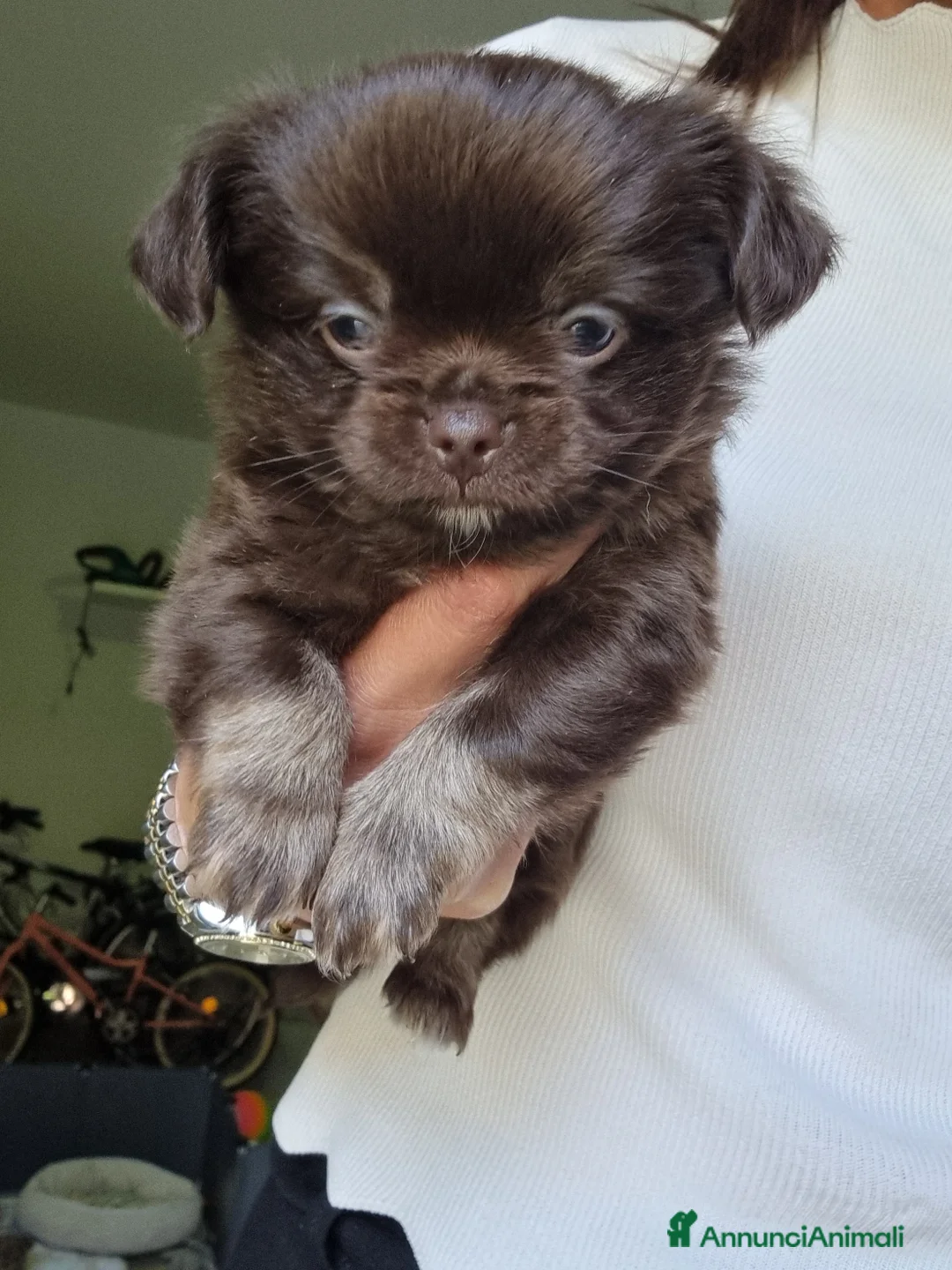 Chihuahua cani in vendita: Vendesi cuccioli Chihuahua  - Annuncio 2