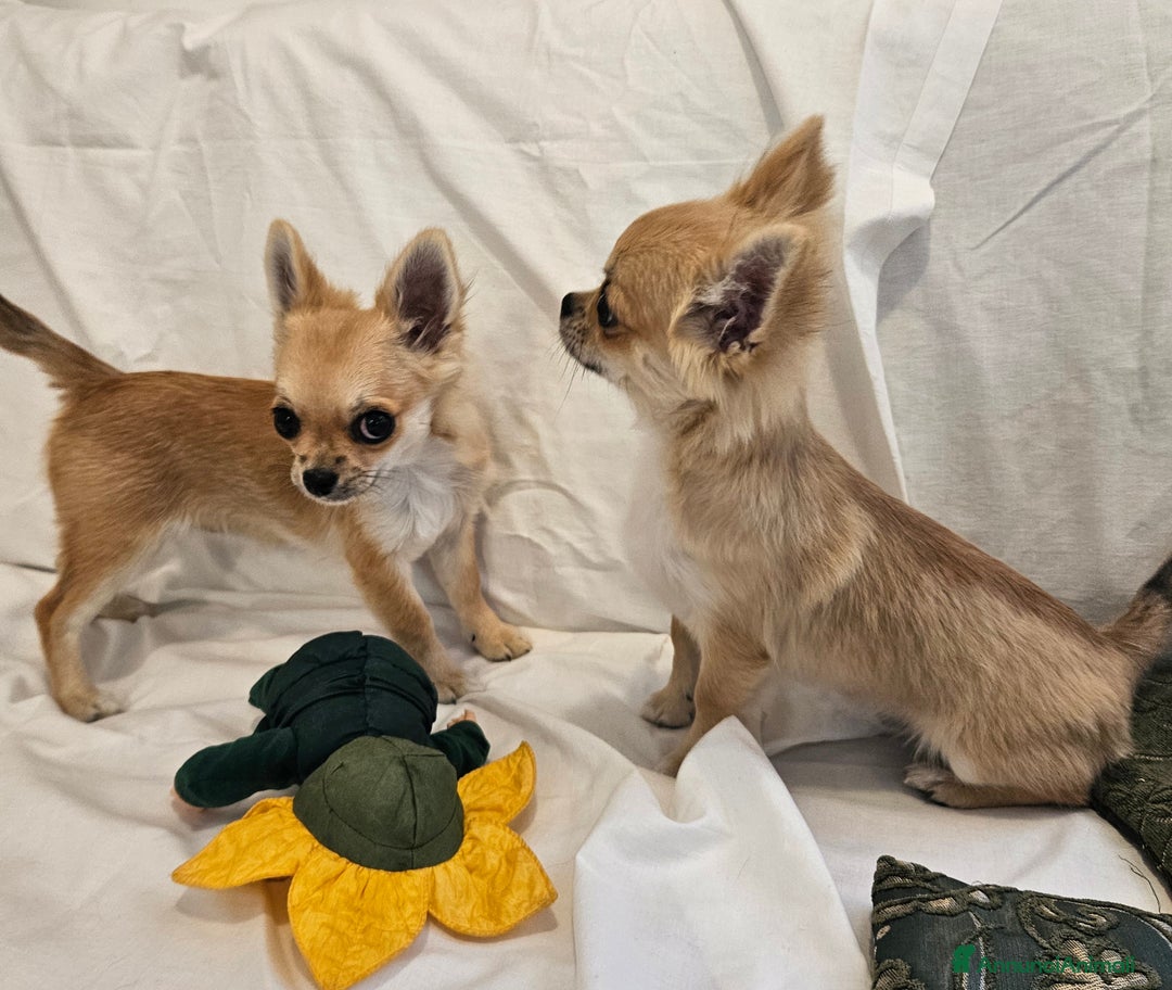 Chihuahua cani in vendita: Maschio e femmina chihuahua con Pedegree Enci  - Annuncio 3